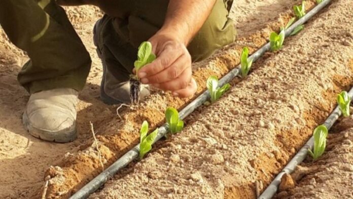Israel entrega sistemas de riego por goteo para pequeños agricultores paraguayos Israel entrega sistemas de riego por goteo para pequeños agricultores paraguayos