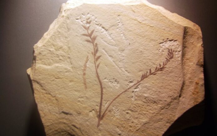 Arqueólogos israelíes revelan que la dieta del hombre prehistórico se basaba en plantas