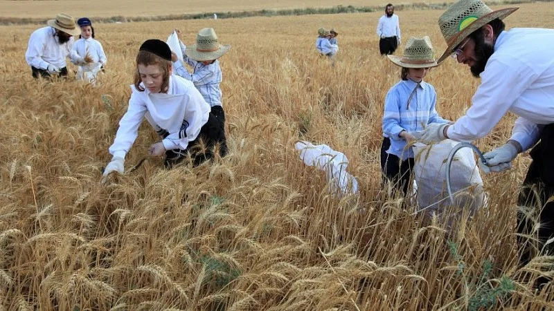 Dando la bienvenida a Shavuot y a las costumbres
