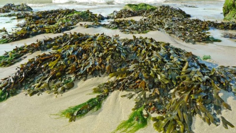 Científicos israelíes fabrican plástico a partir de microorganismos que se alimentan de algas