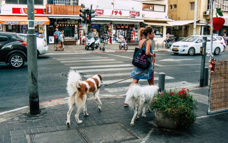 mujer paseando perros en Tel Aviv.
