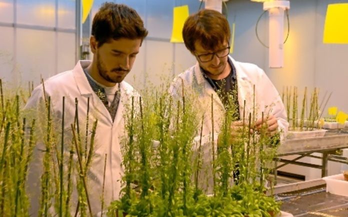 Investigadores israelíes descubren cómo se pueden usar las plantas como recurso energético