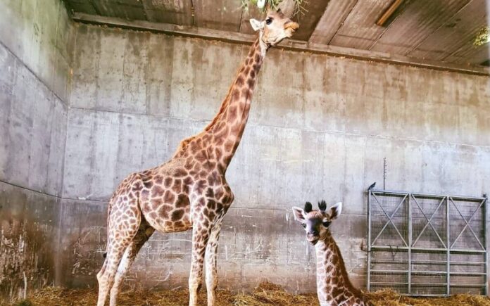 El zoológico bíblico de Jerusalén da la bienvenida a una nueva jirafa bebé