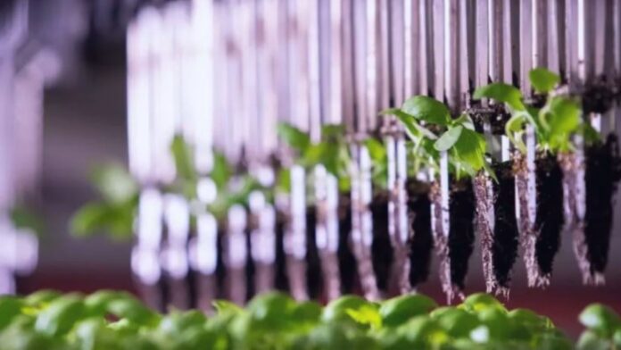 Granja vertical produce productos Kosher certificados sin insectos Granja vertical produce productos Kosher certificados sin insectos