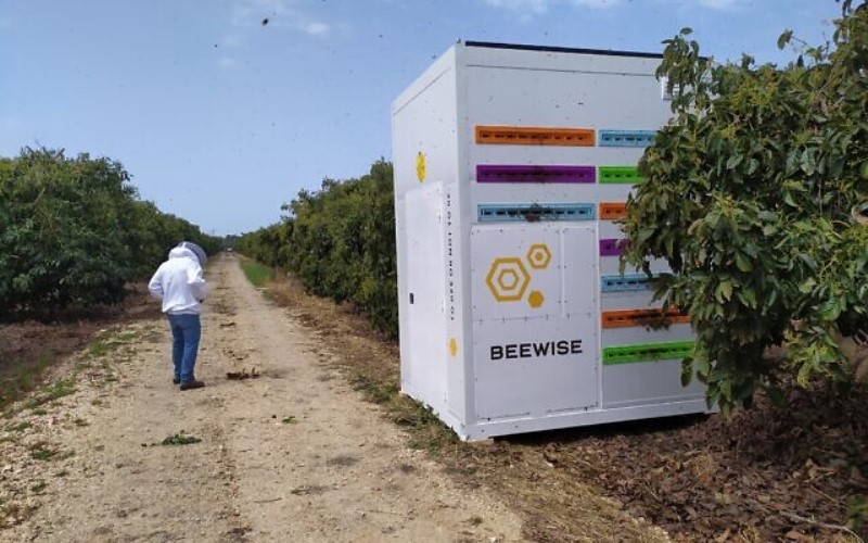 Una startup israelí de inteligencia artificial apuesta por las colmenas robóticas para salvar las poblaciones mundiales de abejas