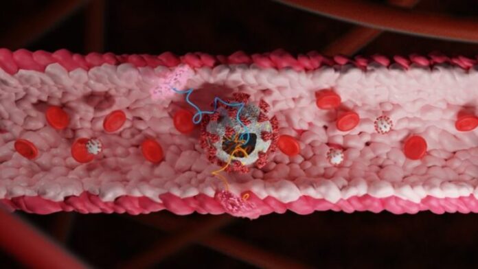 Científicos identifican proteínas del coronavirus que dañan los vasos sanguíneos