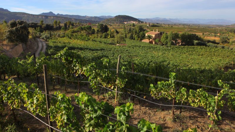 500 años después de la Inquisición, España finalmente tiene una vibrante industria del Vino Kosher