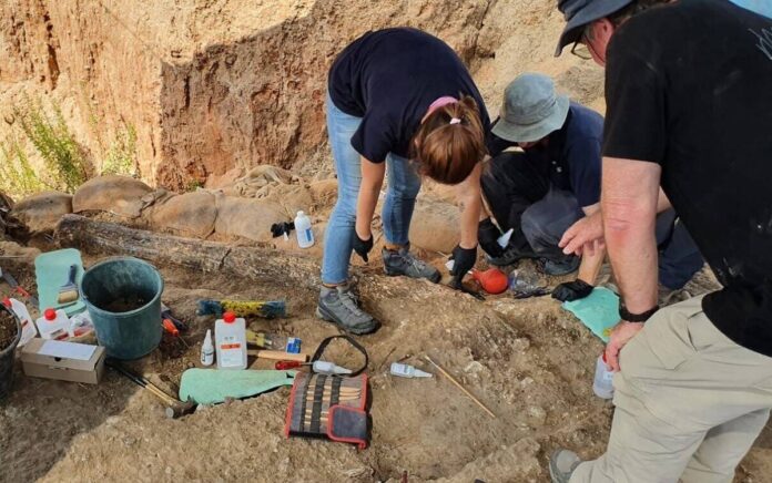 Colmillo de elefante prehistórico gigante descubierto en el sur de Israel