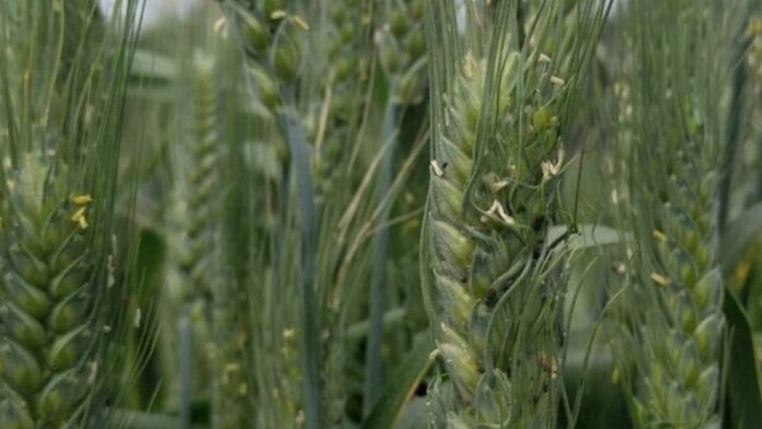 Estudio israelí | Las defensas de las plagas en el trigo silvestre pueden ayudar a salvar las especies cultivadas Estudio israelí | Las defensas de las plagas en el trigo silvestre pueden ayudar a salvar las especies cultivadas