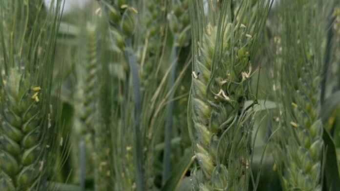 Estudio israelí | Las defensas de las plagas en el trigo silvestre pueden ayudar a salvar las especies cultivadas