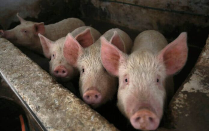 ¿Tratar la muerte? Los científicos reviven las células de cerdos muertos, despertando esperanzas y preguntas