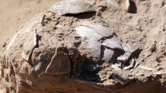 Antiguos huevos de avestruz encontrados en Israel arrojan luz sobre los primeros humanos