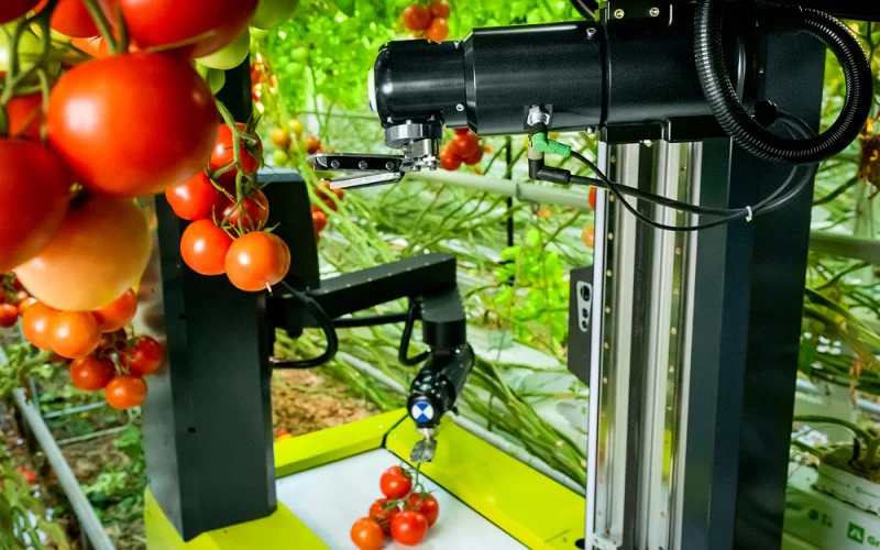 El robot de MetoMotion tiene dos brazos robóticos para cosechar tomates en ambos lados de la hilera simultáneamente en invernaderos de alta tecnología.