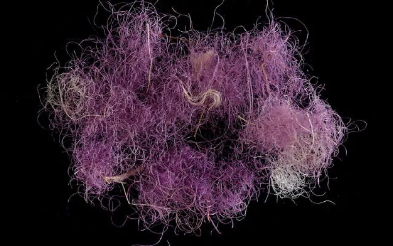 Tel Shiqmona: El Secreto Púrpura de los Reyes Bíblicos Desenterrado en la Costa de Israel