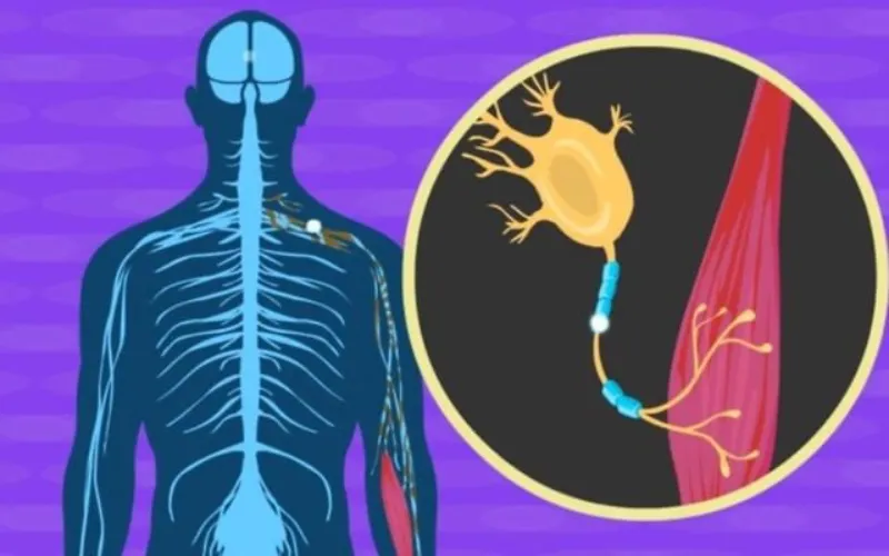 Terapia Génica con ARN para la ELA: Cómo la Ciencia Israelí está Deteniendo la Degeneración Neuronal Terapia Génica con ARN para la ELA: Cómo la Ciencia Israelí está Deteniendo la Degeneración Neuronal